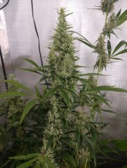 No-till bubble Amne (FILEminimizer).jpg