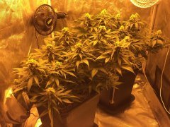 Vanilla Kush et Criminal+ FLO+43
