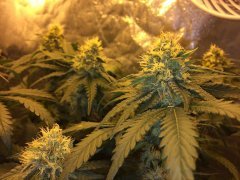 Vanilla Kush FLO+43