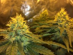 Vanilla Kush FLO+43