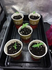 10j depuis la germination