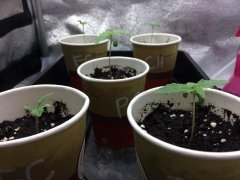 10j depuis la Germination