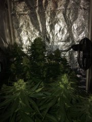 Sage n' Sour + R.K.S FLO+43