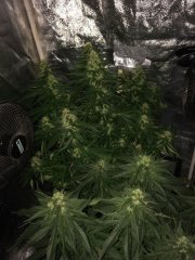 Sage n' Sour + R.K.S FLO+43