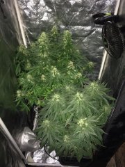 Sage n' Sour + R.K.S FLO+47