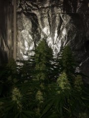 Sage n' Sour FLO+47
