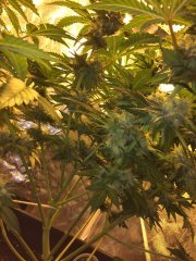 Vanilla Kush FLO+47