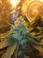 Vanilla Kush FLO+47