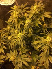Vanilla Kush FLO+47