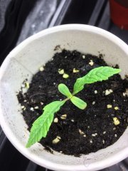 Supercheese 15j depuis la germination