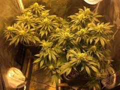 Vanilla Kush + Criminal+ FLO+47