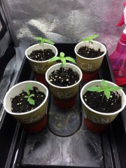15j depuis la germination