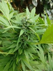 Oange bud Out 18 (1) (FILEminimizer).jpg