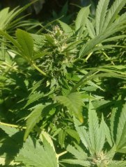 Oange bud Out 18 (3) (FILEminimizer).jpg