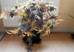 DSCN0831.lowjpg