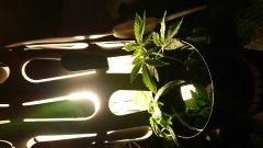 Lampe de bouture de bureau