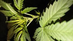 (Humboldt trainwreck fem) mâle :'(