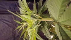 (Humboldt trainwreck fem) mâle :'(