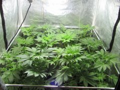 IMG_0233.JPG