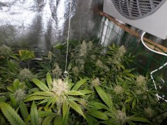 Scrog 3 run 6 12/12 +57