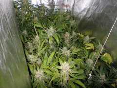 Scrog 3 run 6 12/12 +57