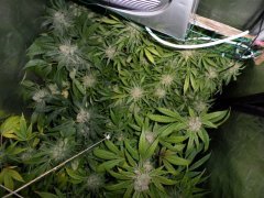 Scrog 3 run 6 12/12 +57