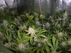 Scrog 3 run 6 12/12 +57