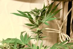 Bodhi Seeds - Space Cake - F24