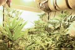 Bodhi Seeds - Space Cake - F24