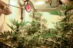 Bodhi Seeds - Space Cake - F24