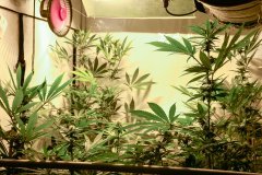 Bodhi Seeds - Space Cake - F24