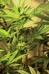 Bodhi Seeds - Space Cake - F24