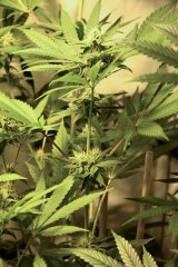 Bodhi Seeds - Space Cake - F24