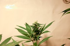 Bodhi Seeds - Space Cake - F24