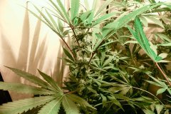 Bodhi Seeds - Space Cake - F24