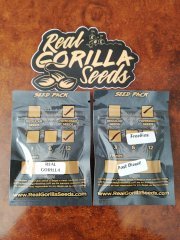 Real Gorilla #4