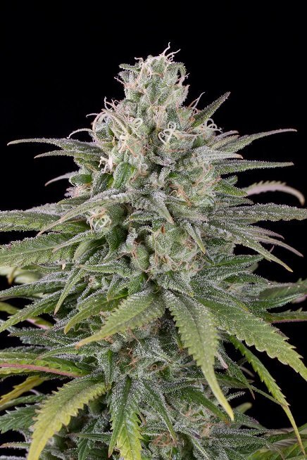 UK Cheese (HSO)