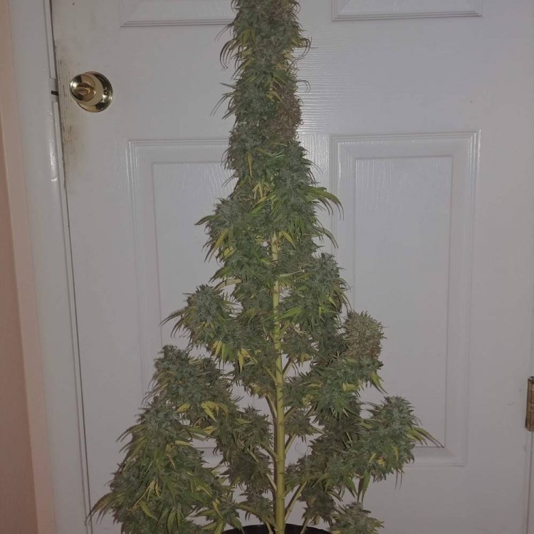 135728_annapurna-flash-seeds_flash-seeds_annapurna_xl.thumb.jpg.09e1afb60e5e16e7c940e57dde381446.jpg