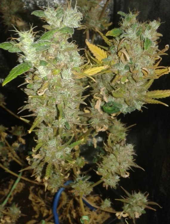 201615414_Silverhaze.thumb.jpg.4f74bd560b0c31be53281d3104cdf1f1.jpg