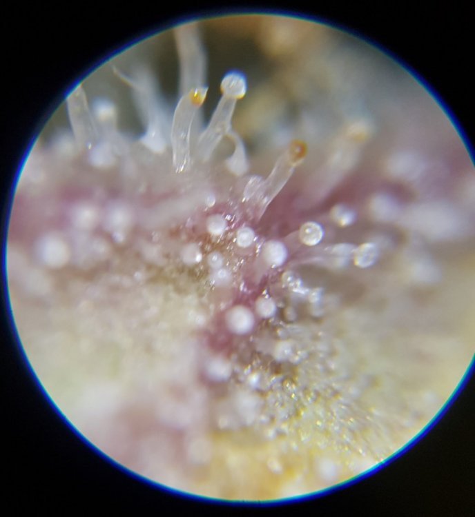 20181208_142908.thumb.jpg.fc96de0401cc64b0c2453fdd5741771f.jpg