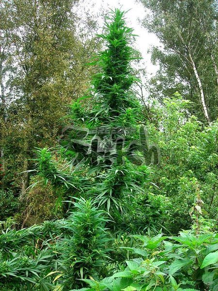 Flash_Seeds_-_Doctor_Shiva.jpg.5ab5f4410506792153faa0403dd96998.jpg