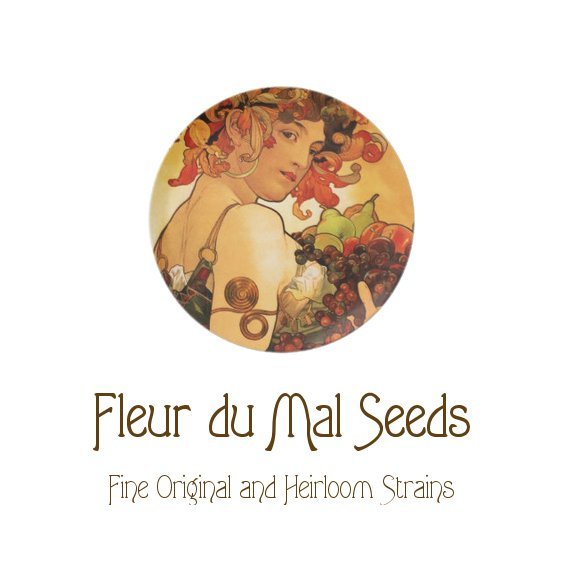 Fleur du Mal Seeds