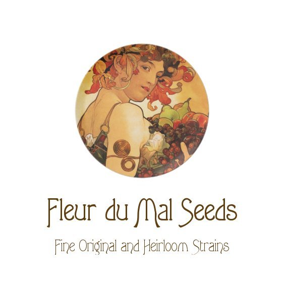FleurDuMalSeeds.jpg