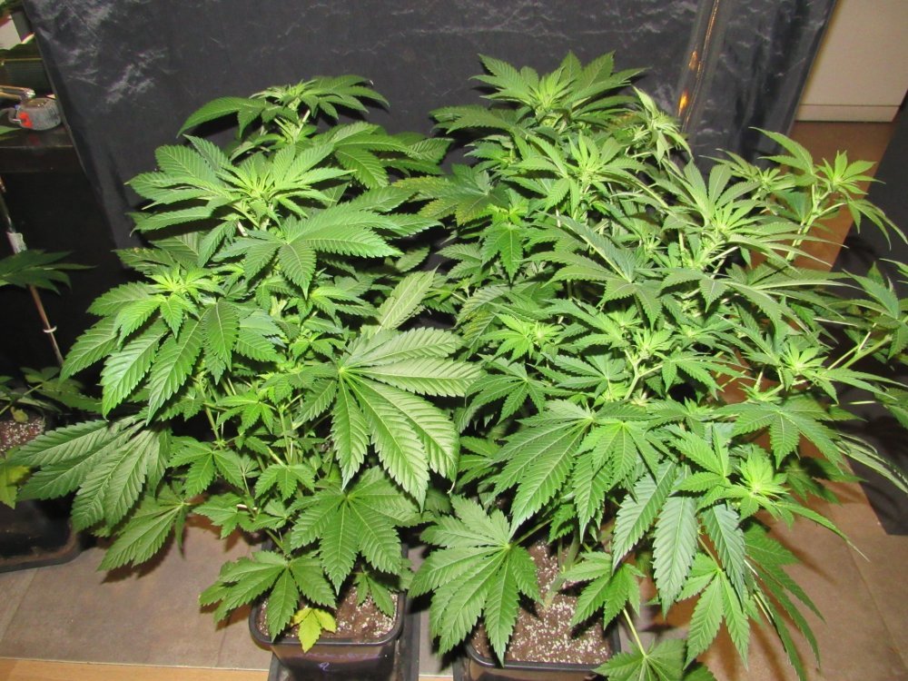 IMG_0298.JPG
