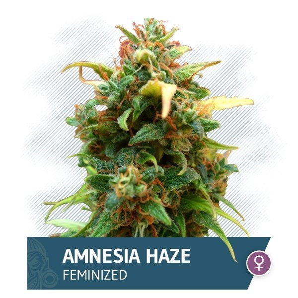 Amnesia Haze