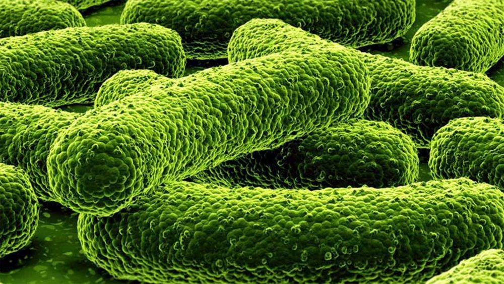 bacterie.jpg
