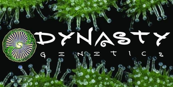 dynasty-geneticsCW.jpg