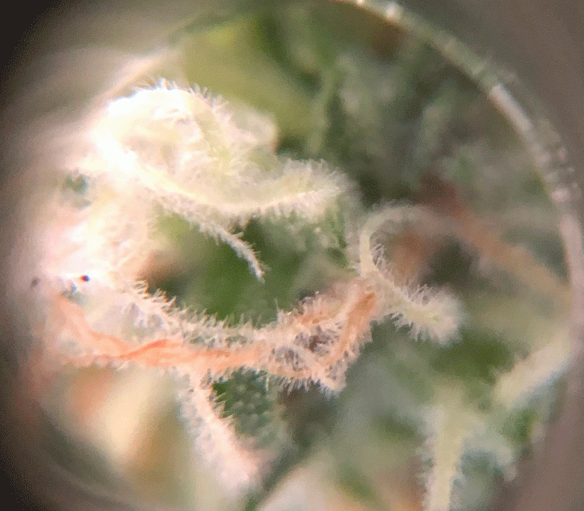 gros-plan-pistils-brunis.gif.ccd4ef39240043776affd3eae3743582.gif