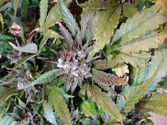 20181201_114038.jpg