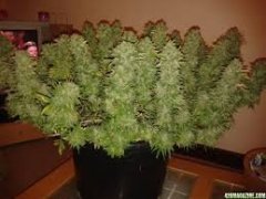 32 ou 64 apex.jpg